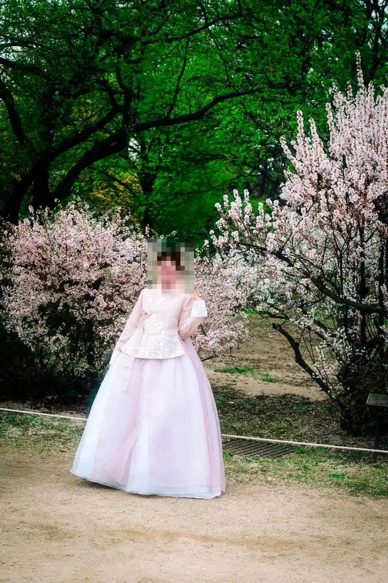 일산명월관요정 한정식 전 매화 앞에 선 연분홍 한복 여성 전신